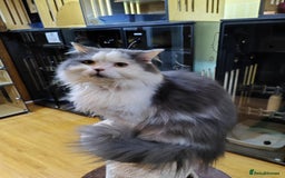 Mixed Breed cats for adoption: SILVER -EXTREMELY HANDSOME NEUTERED BOY - Image 1