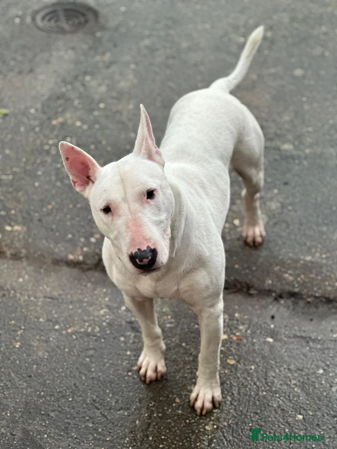 English Bull Terrier dogs for stud: Working Line English Bull Terrier The Perfect Stud in Luton - Advert 2