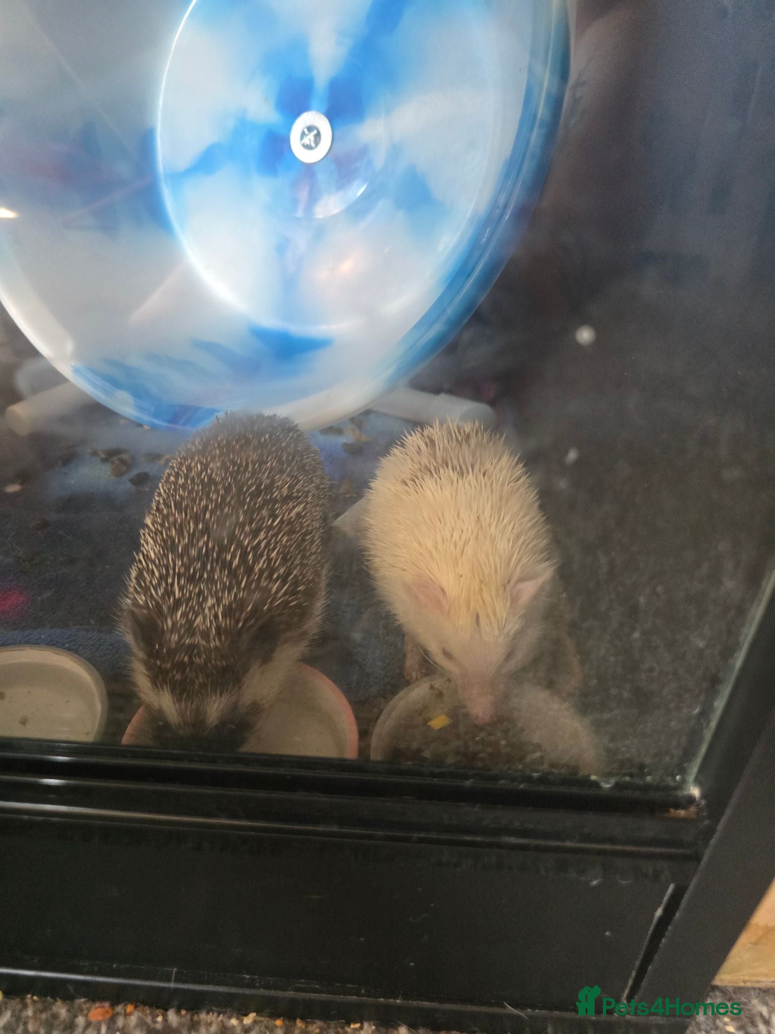 Pygmy Hedgehog rodents Ivie & Freyja - Advert 1