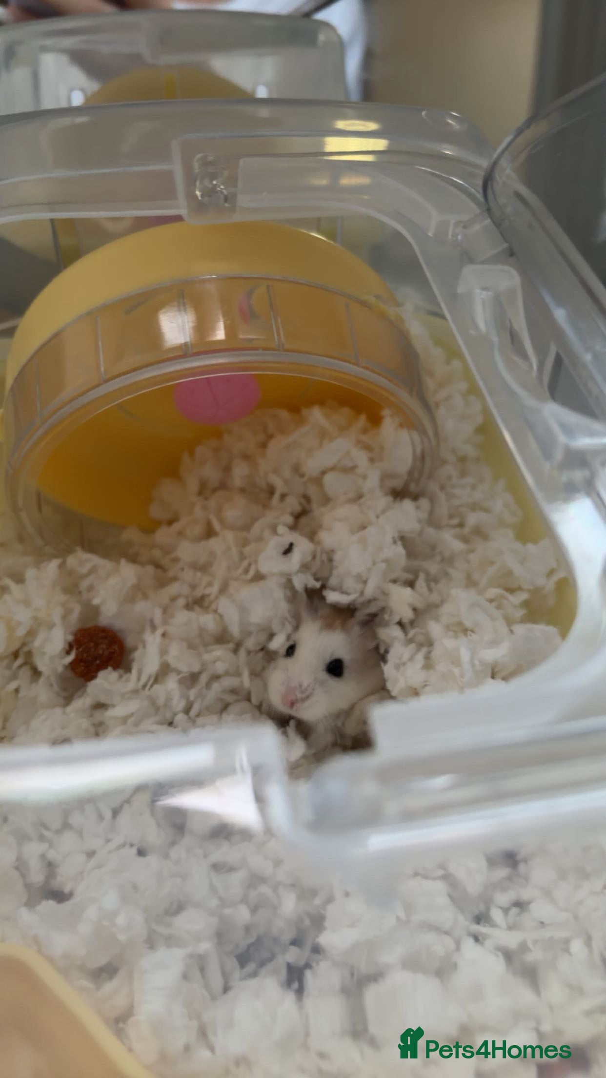 Hamster rodents Roborovski hamster  - Advert 1