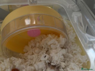 Hamster rodents Roborovski hamster - Advert 1