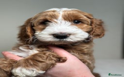 Australian Labradoodle dogs for sale: Australian Labradoodles RED&WHITE - Waiting list  - Image 22