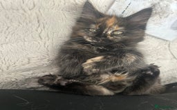 Maine Coon cats for sale: TICA REGISTERD MAINCOON KITTEN’S ⭐️ - Image 27