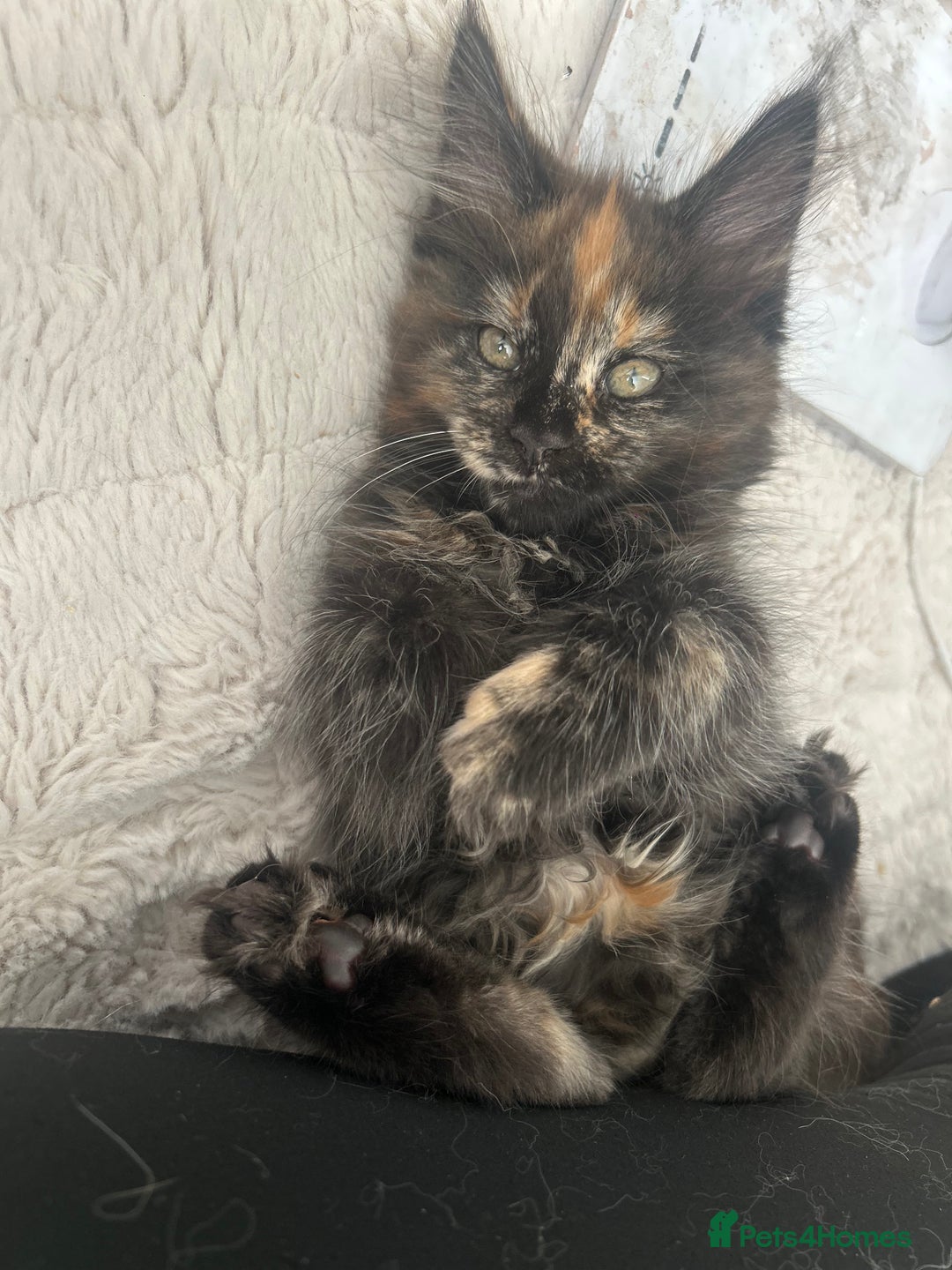 Maine Coon cats for sale: TICA REGISTERD MAINCOON KITTEN’S ⭐️ - Image 27