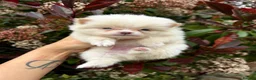 Pomeranian dogs for sale: 💎TeddyBear Pomeranians💎 in Bishop Auckland - Advert 13