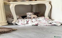 Chihuahua dogs for sale: Two beautiful Chihuahua boys  - Image 6