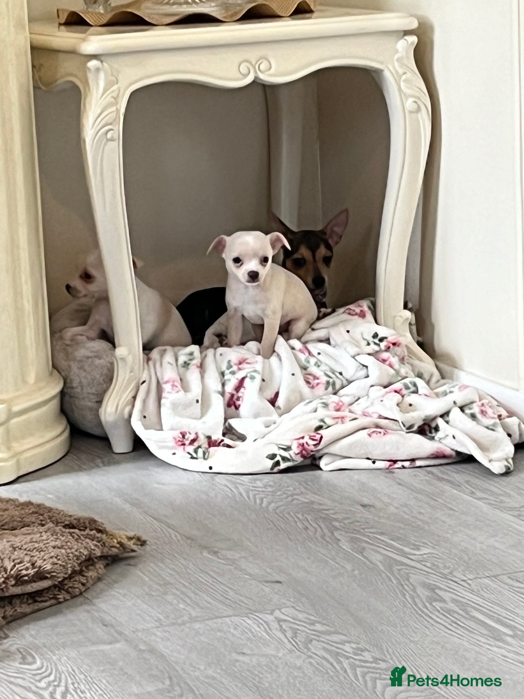 Chihuahua dogs for sale: Two beautiful Chihuahua boys  - Image 6