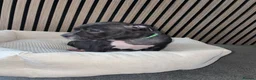 American Bully dogs for sale: American pocket bully pups in Peterborough - Advert 8