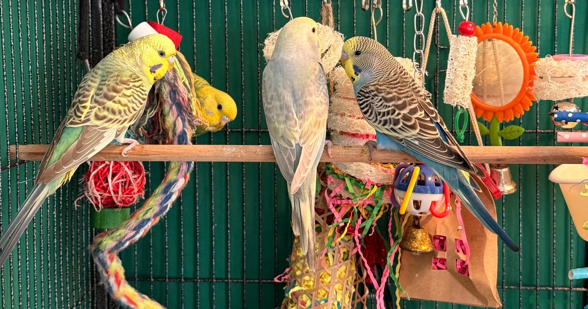 Budgerigars birds for sale: Budgies available 8 to 10 Weeks Old  PLS READ AD  - Advert 1