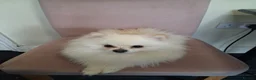 Pomeranian dogs for sale: Tyson - Advert 3