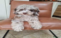 Toy Poodle dogs for sale: Stunning chocolate merle toy poodle girl! 16 weeks - Image 2
