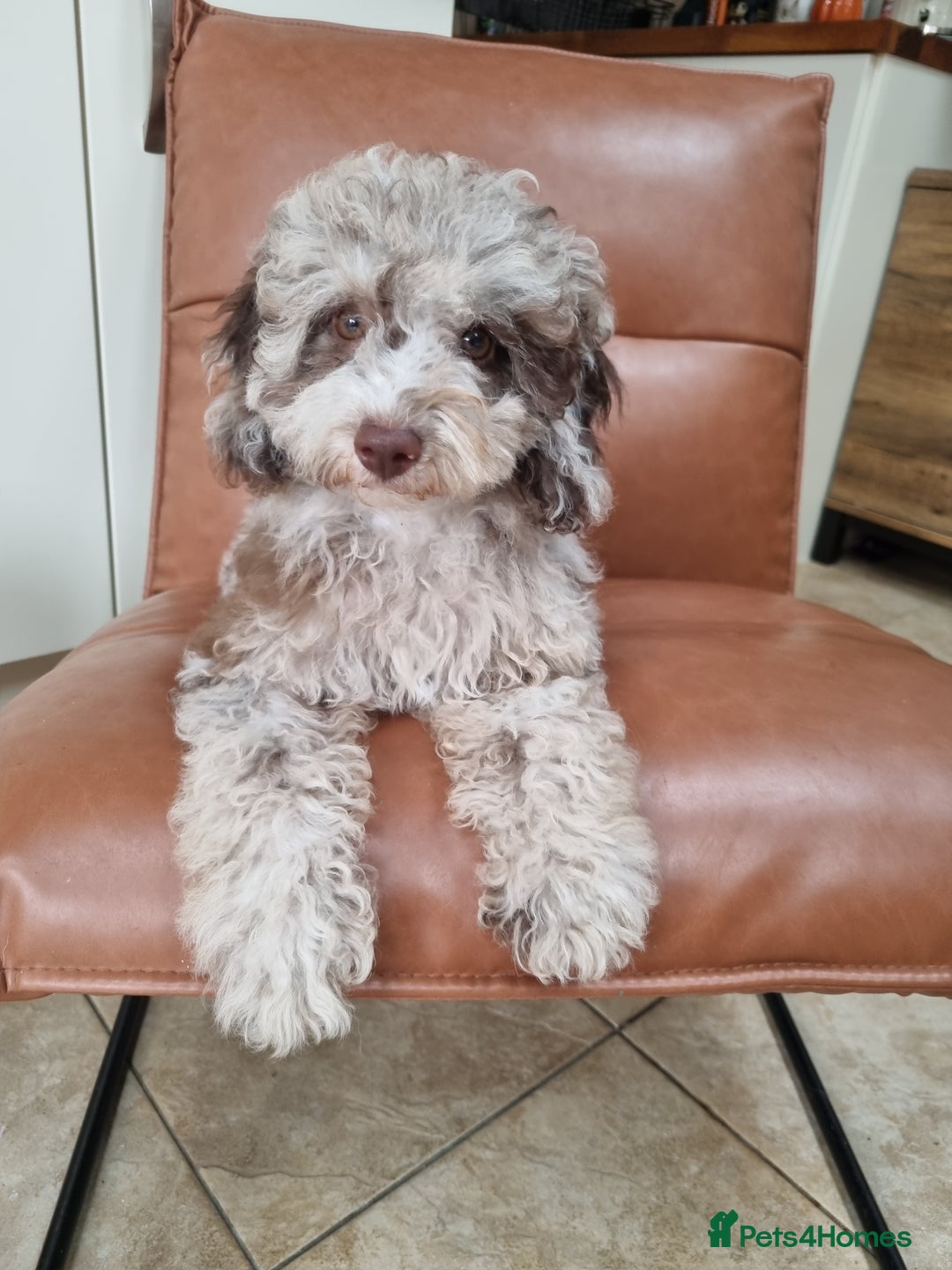Toy Poodle dogs for sale: Stunning chocolate merle toy poodle girl! 16 weeks - Image 2
