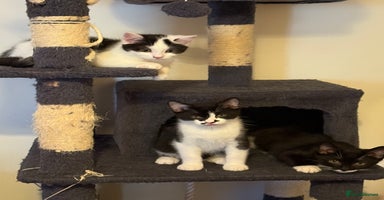 Mixed Breed cats - Advert 1