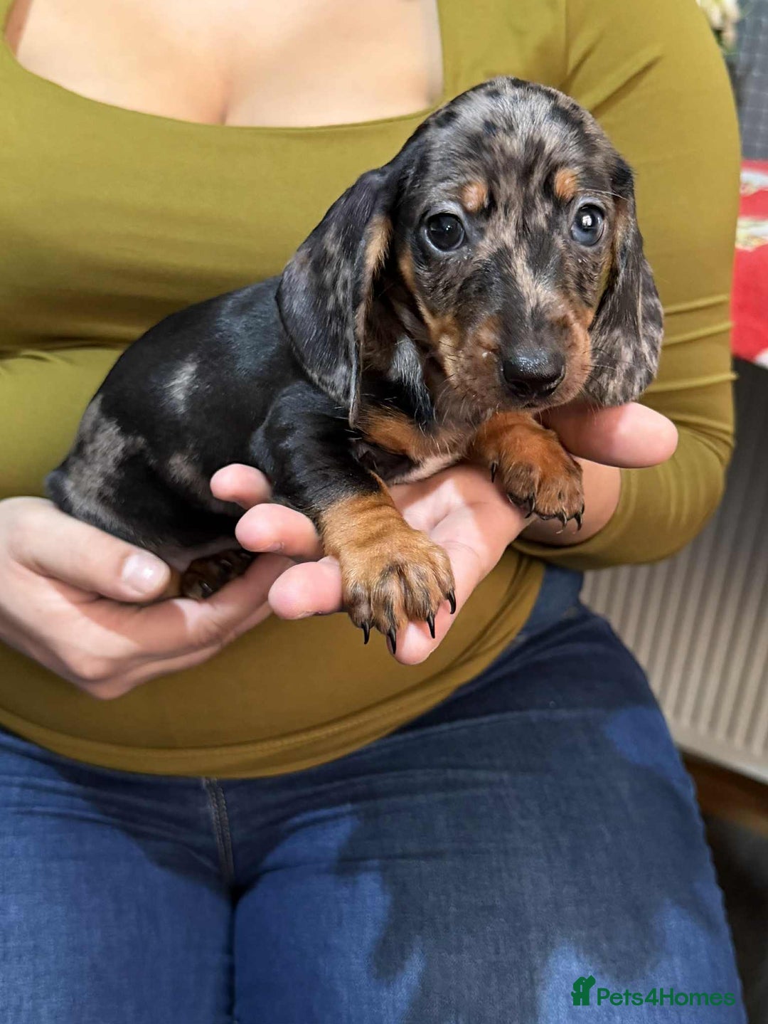 Dachshund dogs for sale: Miniature Dachshund Puppies - Advert 22