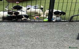 English Springer Spaniel dogs for sale: Kc reg  dna tested springer spaniels  - Image 13