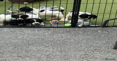 English Springer Spaniel dogs - Advert 3