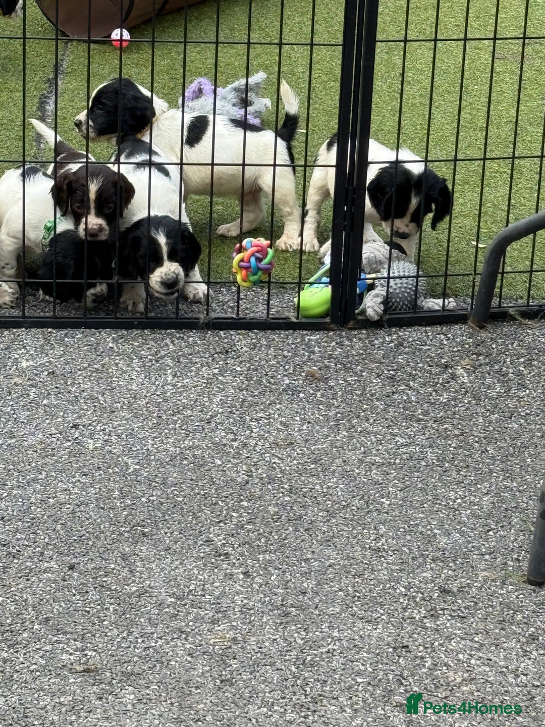 English Springer Spaniel dogs for sale: Kc reg  dna tested springer spaniels  - Image 13