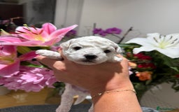 Bichon Frise dogs for sale: “Irresistibly Cute Pedigree Bichon Frise Girls”  - Image 2