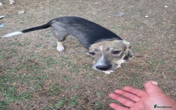 Mixed Breed dogs for adoption: Sweet, Friendly Young RUBY - for a Loving Family - Advert 2