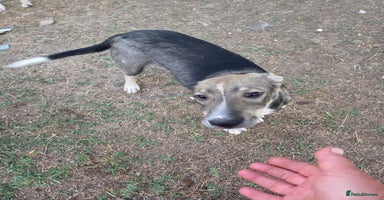 Mixed Breed dogs Sweet, Friendly Young RUBY - for a Loving Family - Advert 4