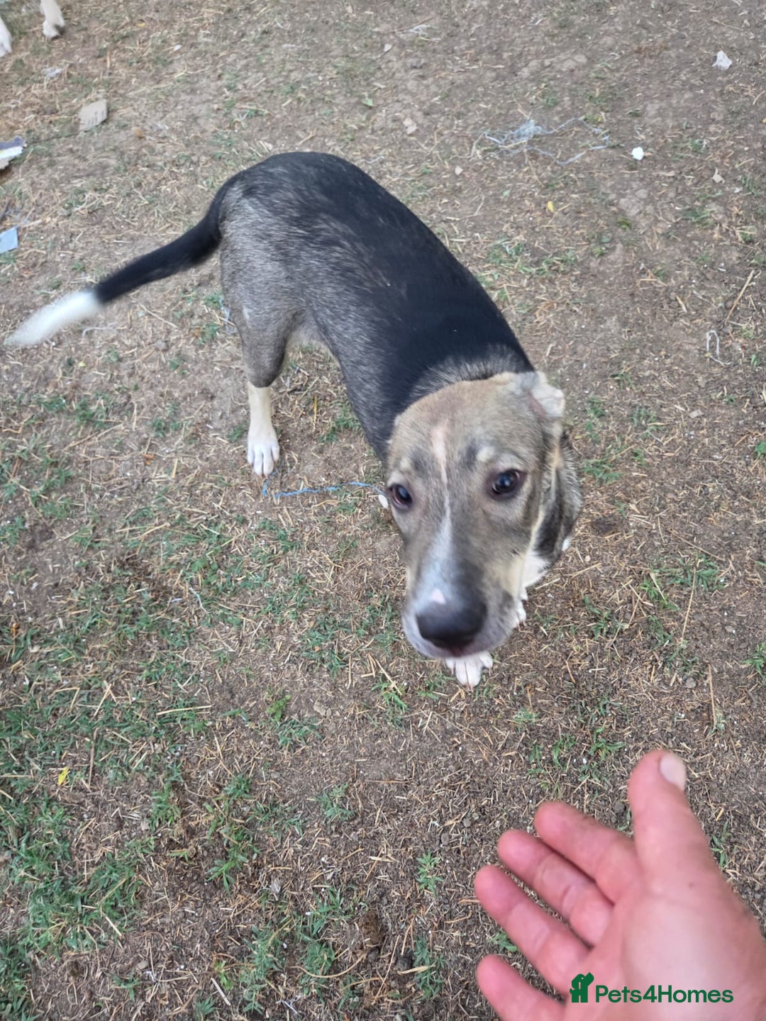 Mixed Breed dogs for adoption: Sweet, Friendly Young RUBY - for a Loving Family - Advert 2
