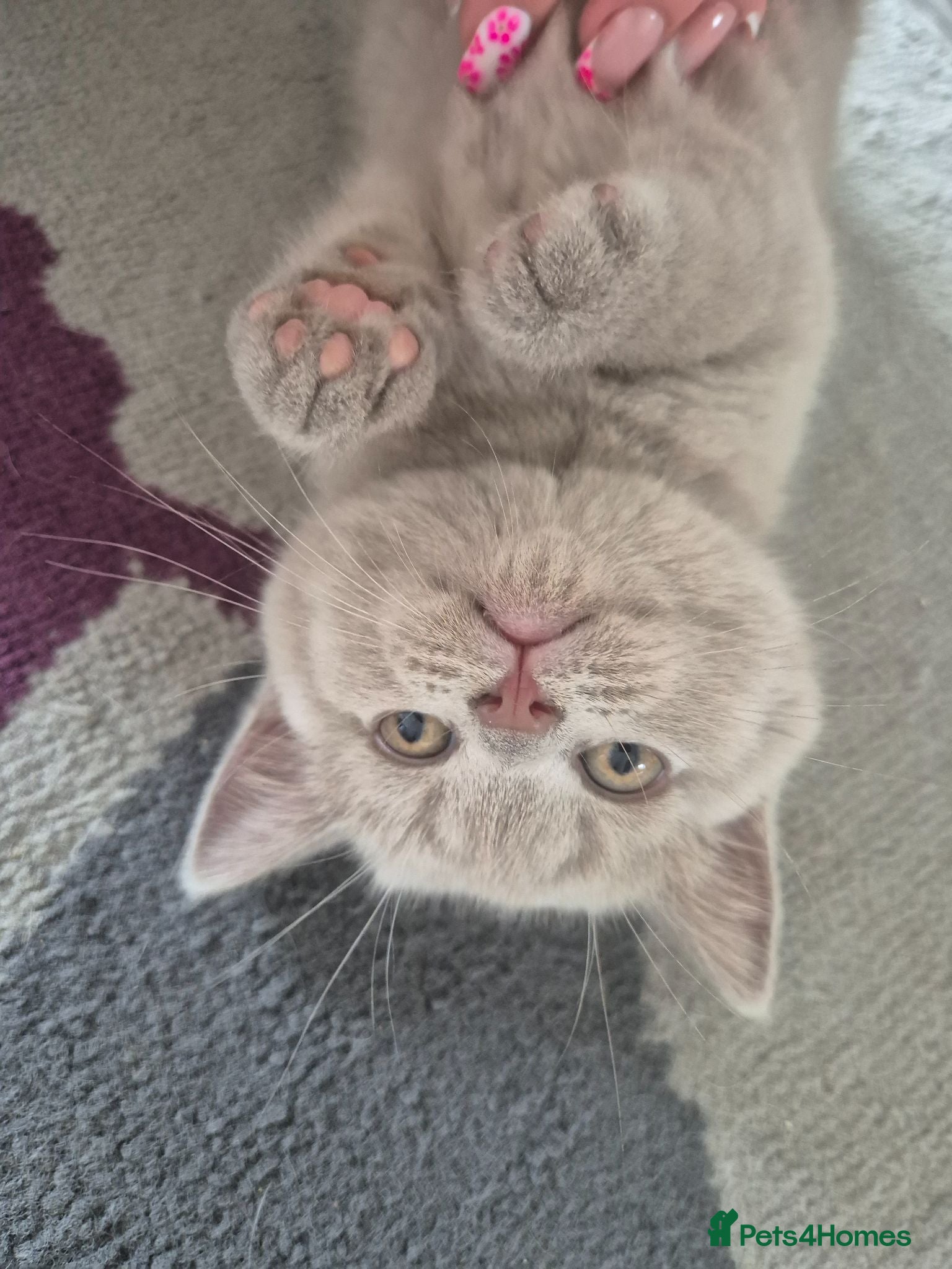 British Shorthair cats British shorthair kittens  - Advert 8