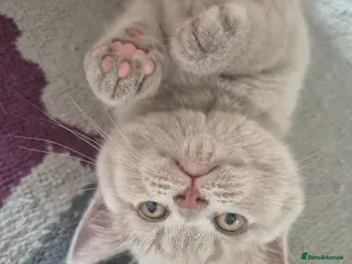 British Shorthair cats British shorthair kittens - Advert 8