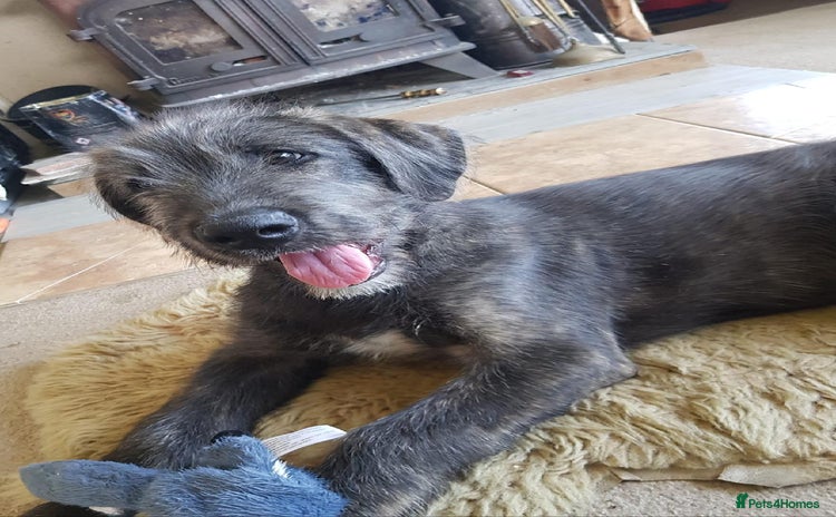 Irish Wolfhound dogs - Advert 1