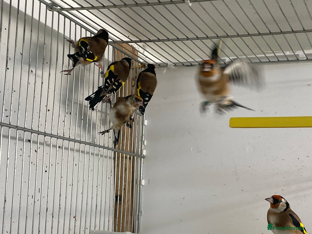 Finches birds for sale: Goldfinch  - Advert 14