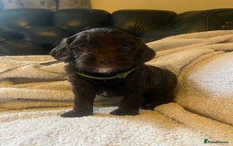 Cockapoo dogs for sale: Adorable Chocolate Cockapoos  - Image 7