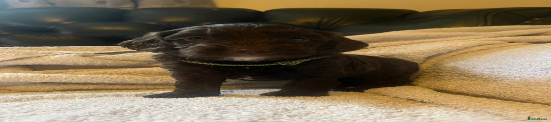 Cockapoo Puppy 2