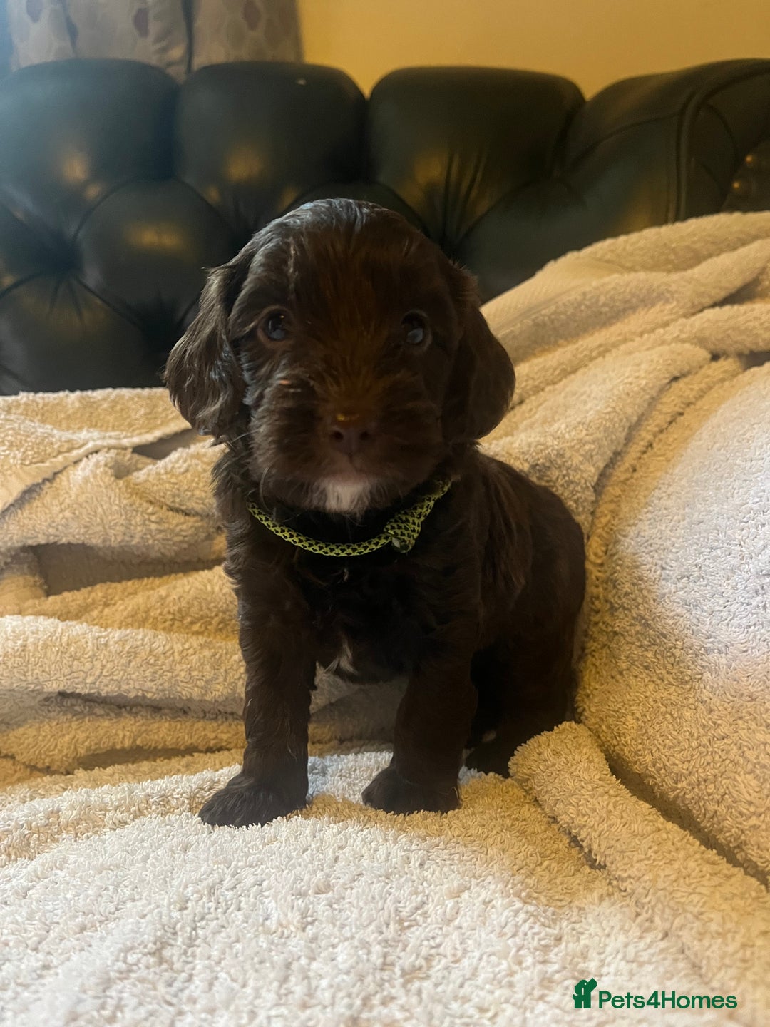 Cockapoo dogs for sale: Adorable Chocolate Cockapoos  - Image 7