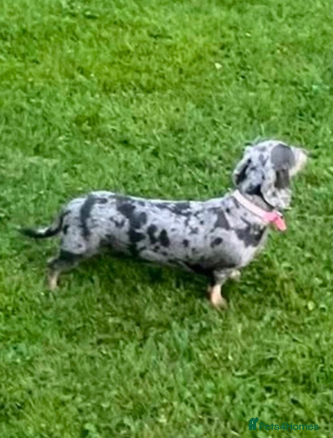 Miniature Dachshund dogs Miniature dachshund  - Advert 1
