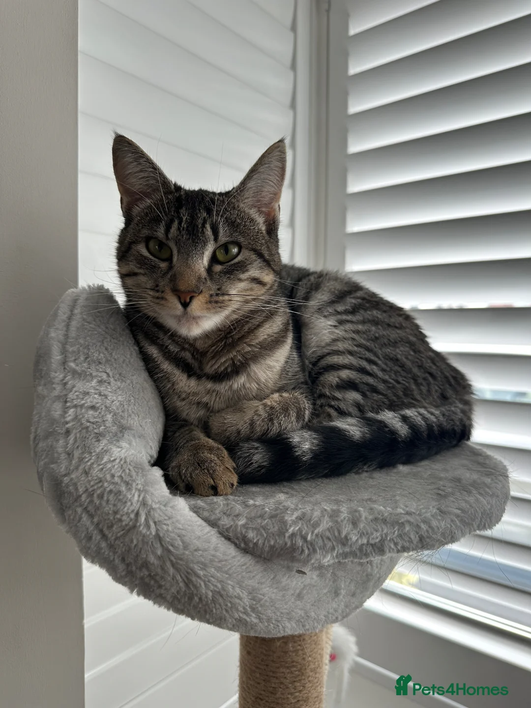 Domestic Shorthair cats for sale: 1 year old domestic shorthair female cat - Advert 2