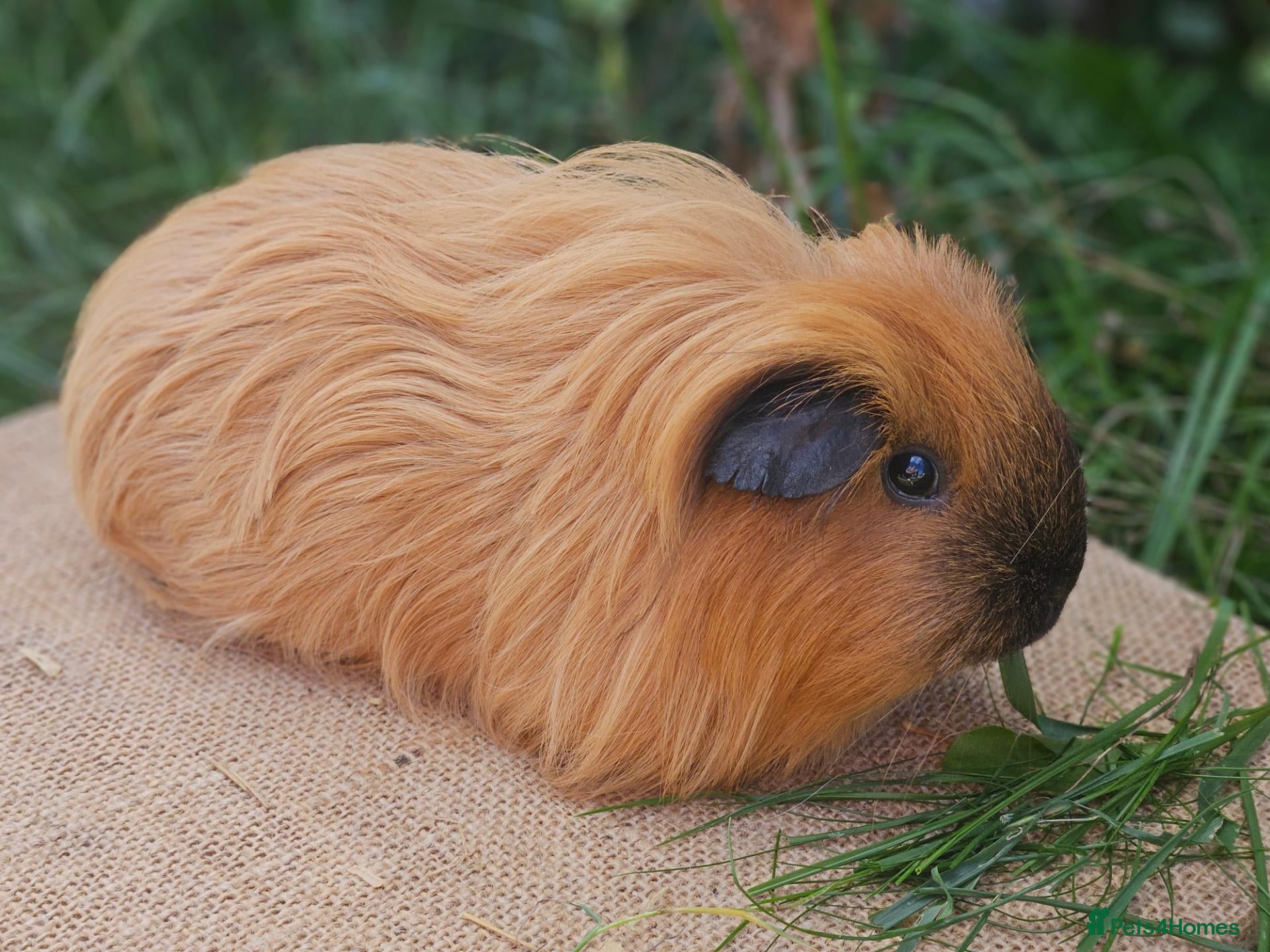 Guinea Pig rodents Various adult female guinea pig sows - Advert 13