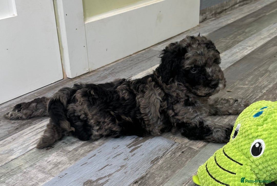 Cavapoochon dogs for sale: F1b Cavapoochon  - Image 35