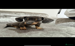 Miniature Dachshund dogs for sale: Miniature Dachshunds  - Advert 6