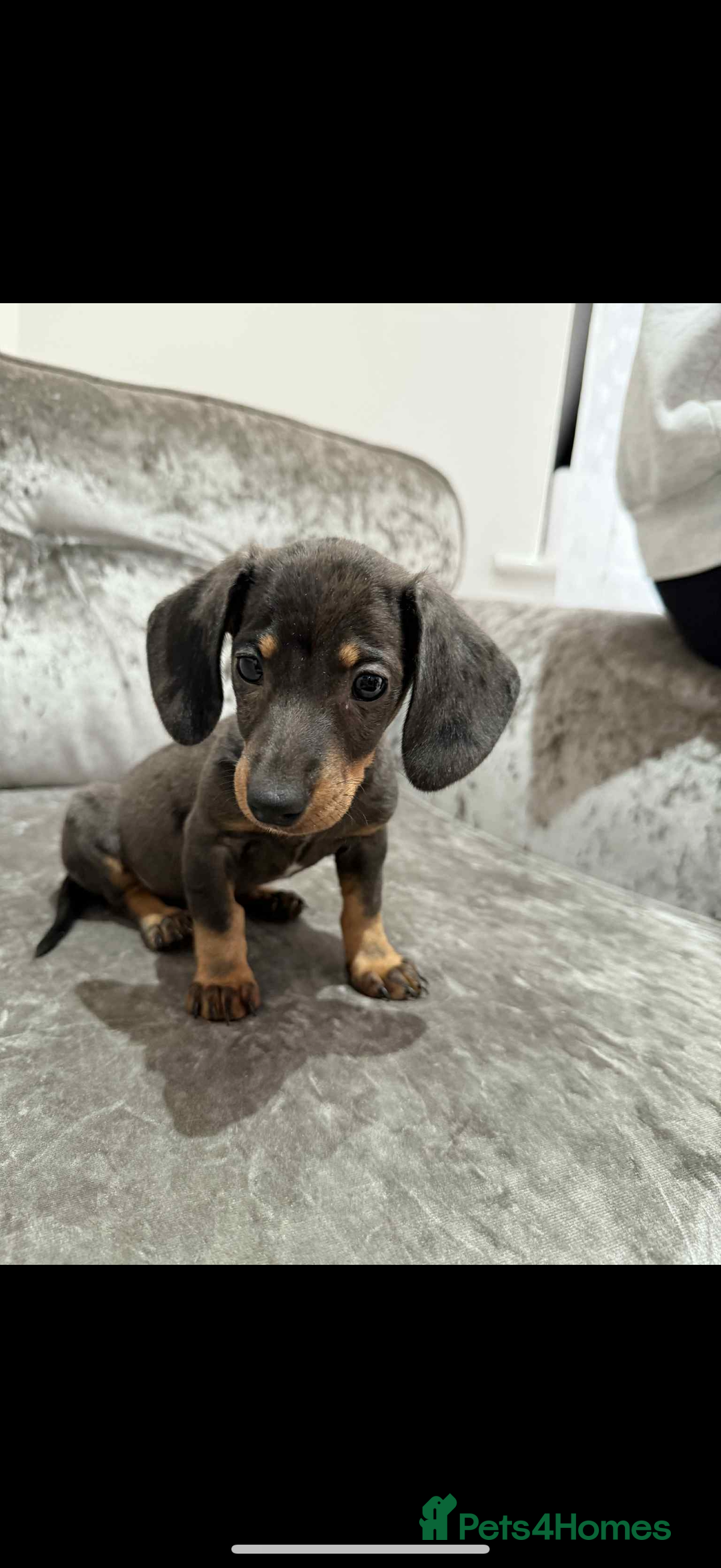 Miniature Dachshund dogs for sale: Miniature Dachshunds  - Advert 6