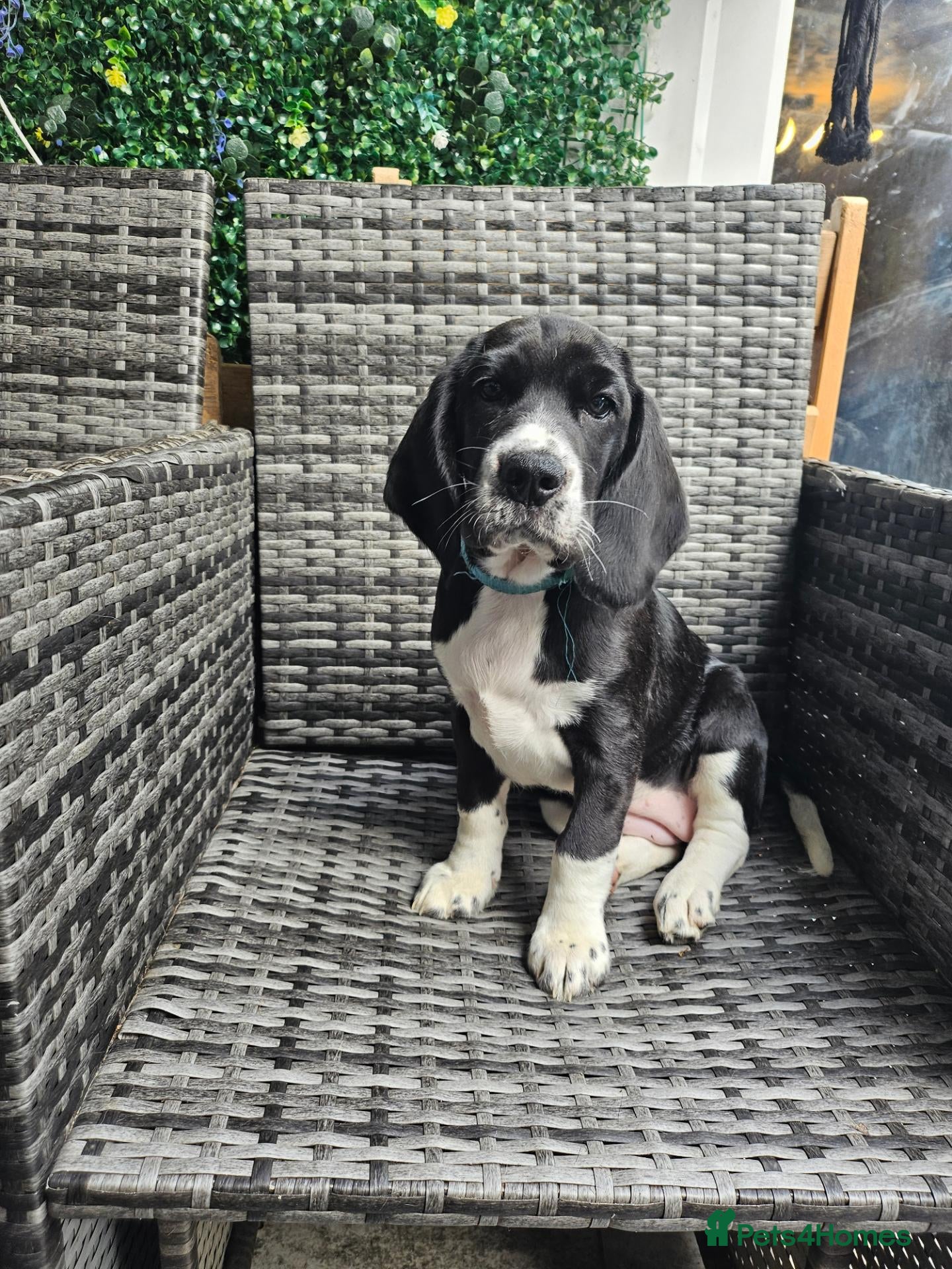 Bocker dogs Bocker puppies luking new home  - Advert 1