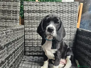 Bocker dogs Bocker puppies luking new home - Advert 1