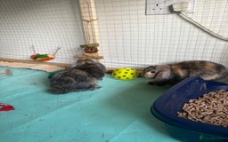 Mini Lop rabbits for sale: 3 x Mini Lops for sale - Image 7
