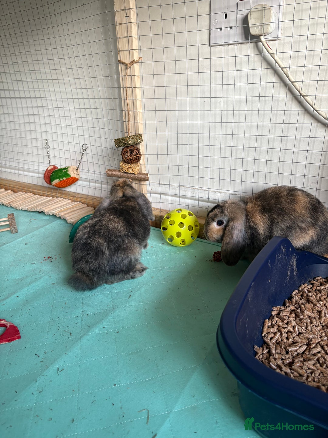 Mini Lop rabbits for sale: 3 x Mini Lops for sale - Image 7