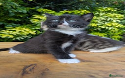 Mixed Breed cats for sale: Tuxedo Kittens - Image 13