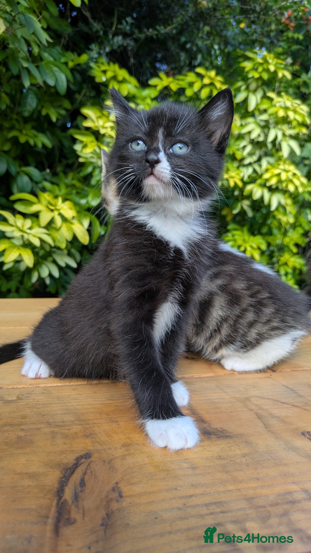 Mixed Breed cats for sale: Tuxedo Kittens - Image 13