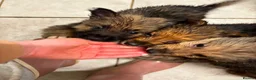 Mixed Breed dogs for sale: Shollie Pups - Advert 11