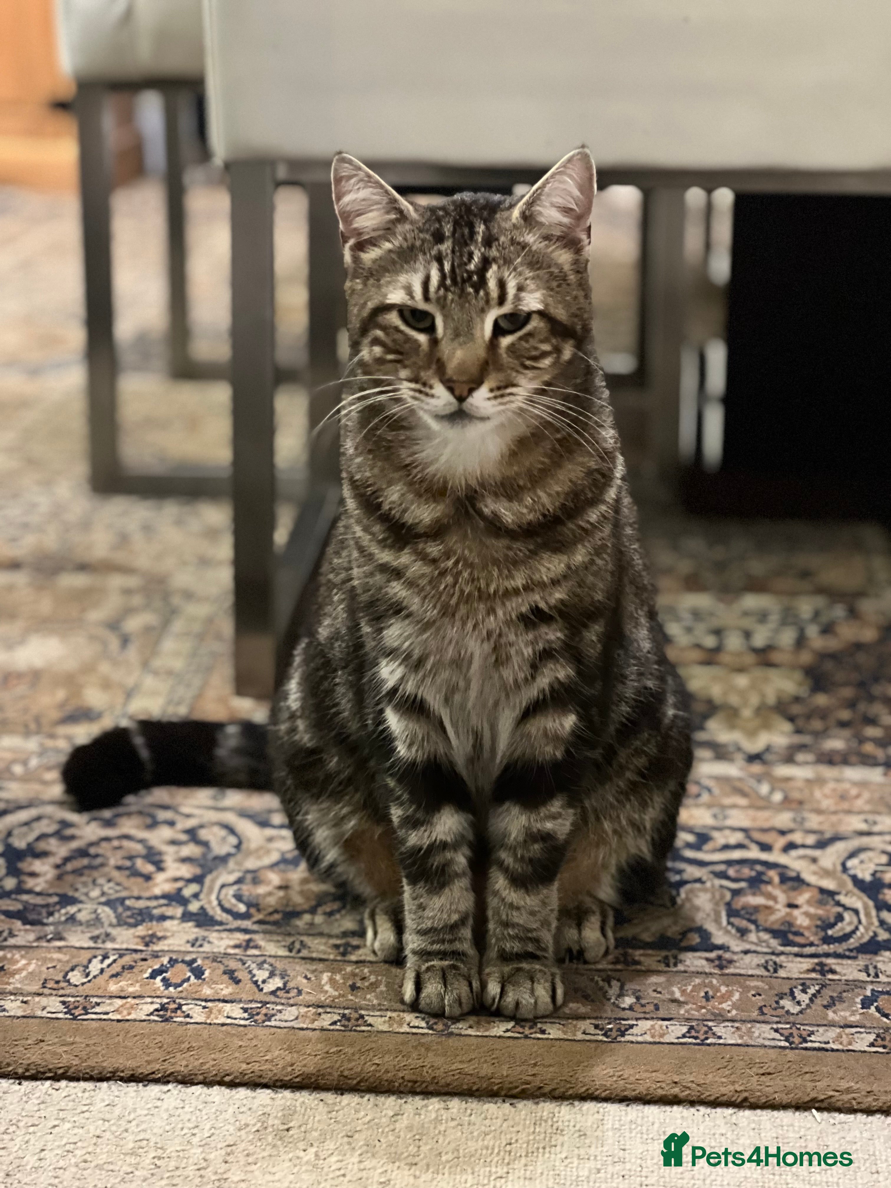 Mixed Breed cats Lokie - Advert 6