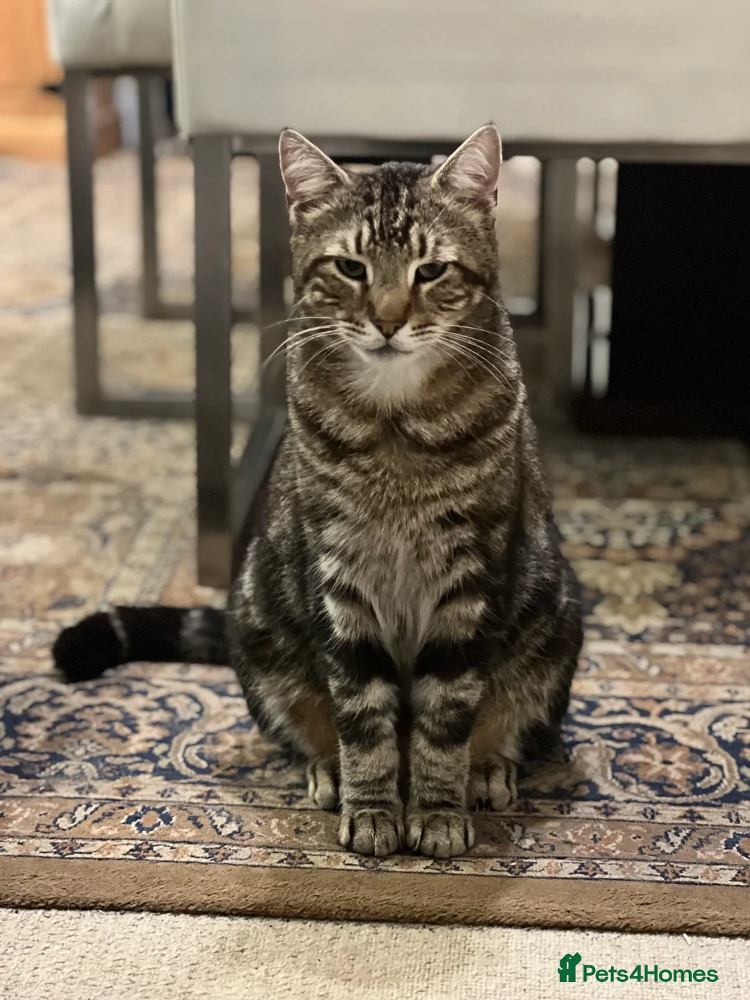 Mixed Breed cats for sale: Lokie - Advert 1