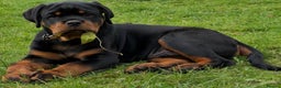 Rottweiler dogs for stud: HUGE HEALTH TESTED STUD - 0/0 hips 0/0 elbows in Bedford - Advert 20
