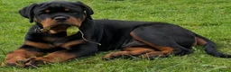 Rottweiler dogs for stud: HUGE HEALTH TESTED STUD - 0/0 hips 0/0 elbows in Bedford - Advert 20