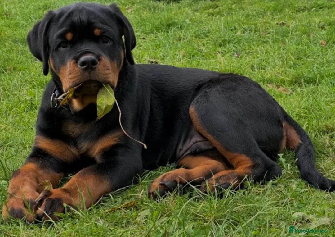Rottweiler dogs for stud: HUGE HEALTH TESTED STUD - 0/0 hips 0/0 elbows in Bedford - Advert 20